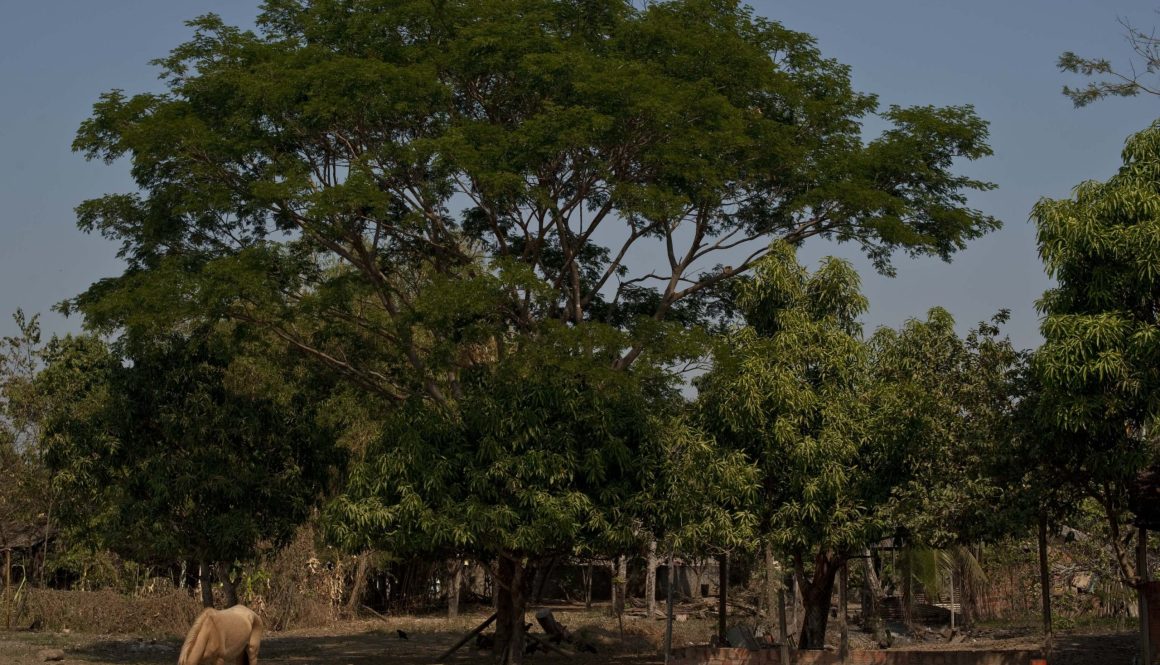 Cerâmica de São Gonçalo