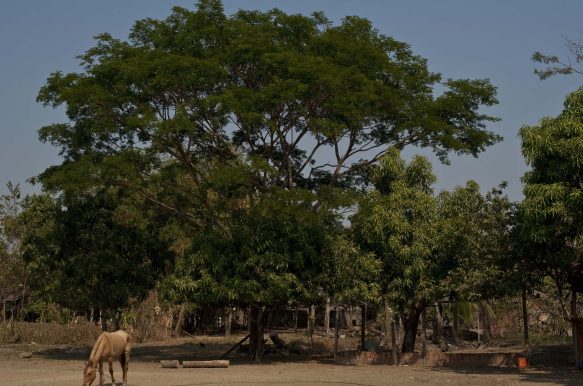 Cerâmica de São Gonçalo Cerâmica de São Gonçalo