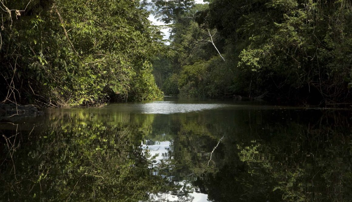 Balata Amazônia em Miniatura - SAP 131