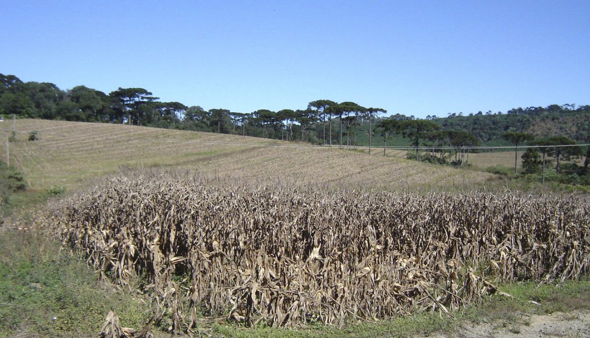 A palha que conta histórias : o artesanato da palha de milho no