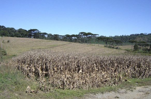 A palha que conta histórias : o artesanato da palha de milho no A palha que conta histórias : o artesanato da palha de milho no