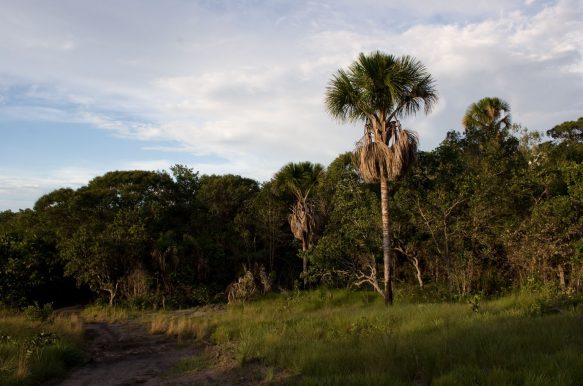 Capim Dourado: costuras e trançados do Jalapão Capim Dourado: costuras e trançados do Jalapão
